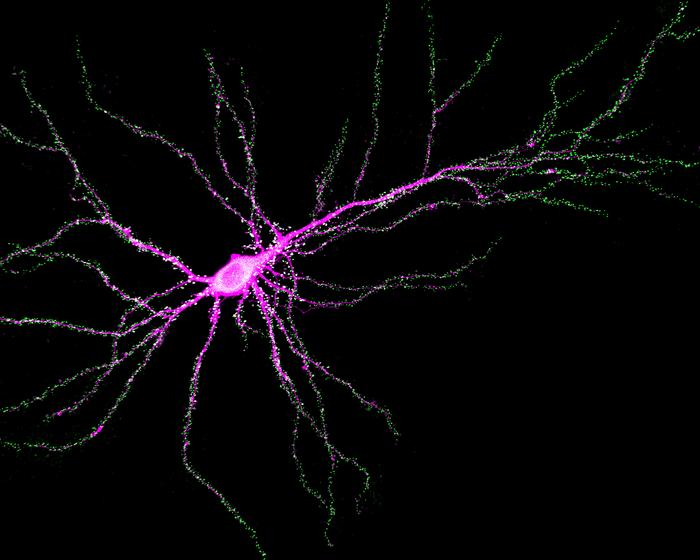 Scientists identify new ‘regulatory’ function – EurekAlert